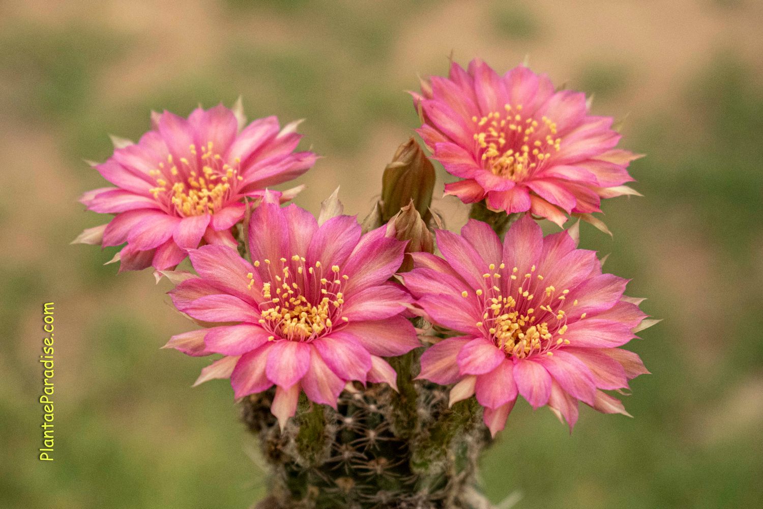 Lobivia hybrid Mildrith in bloom with pink flowers