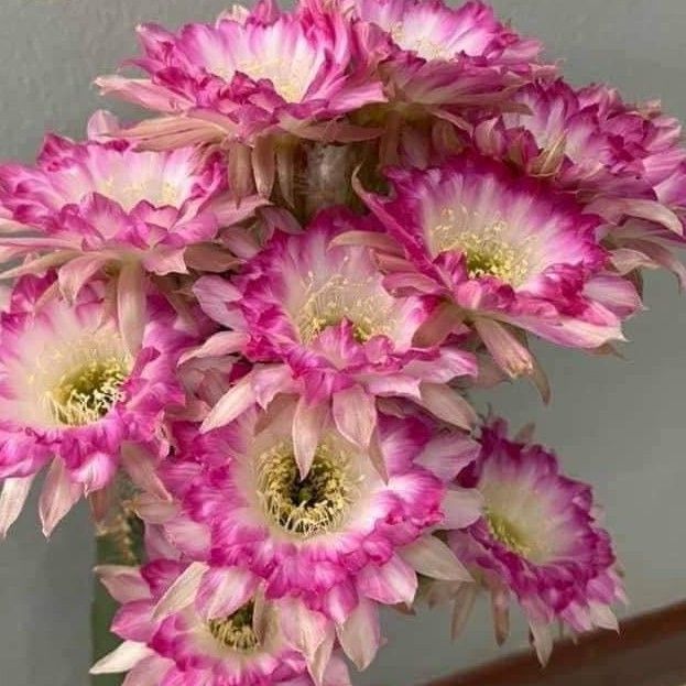 Lobivia hybrid Skade in bloom with magenta and pink flowers