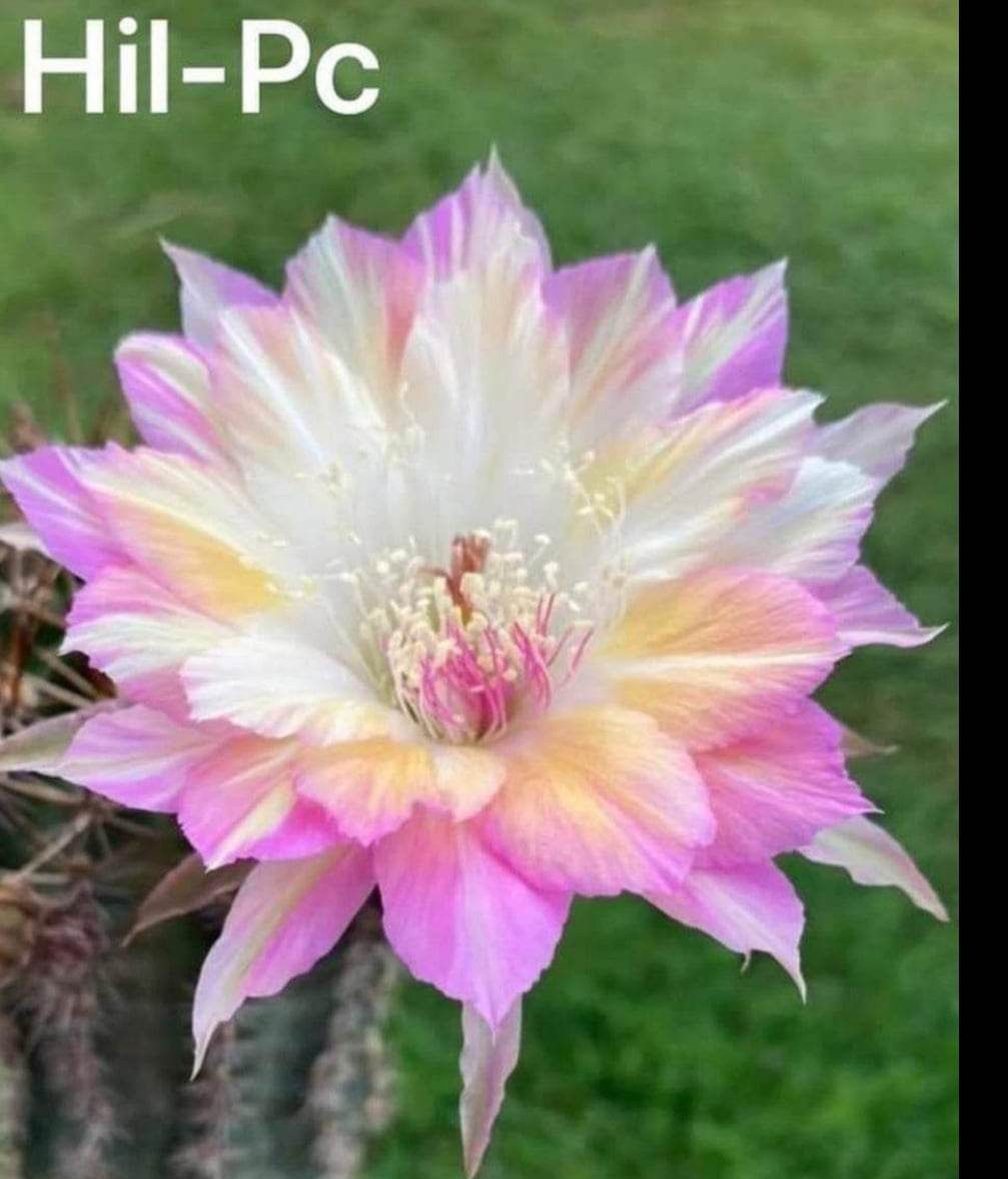 Echinopsis hybrid Hil-PC