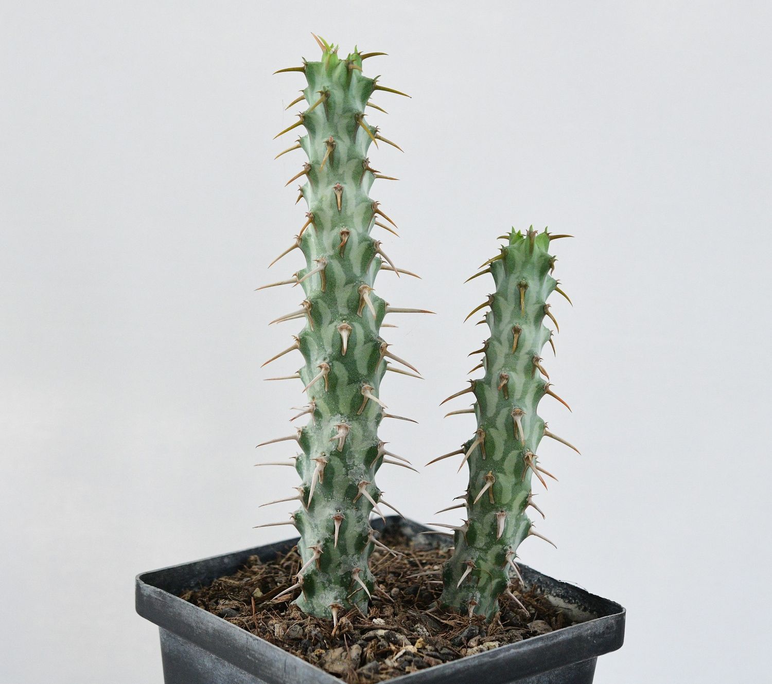 Euphorbia erigavensis