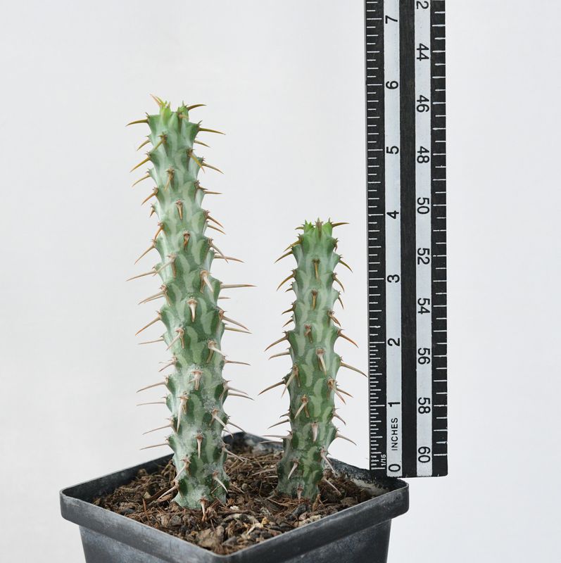Euphorbia erigavensis