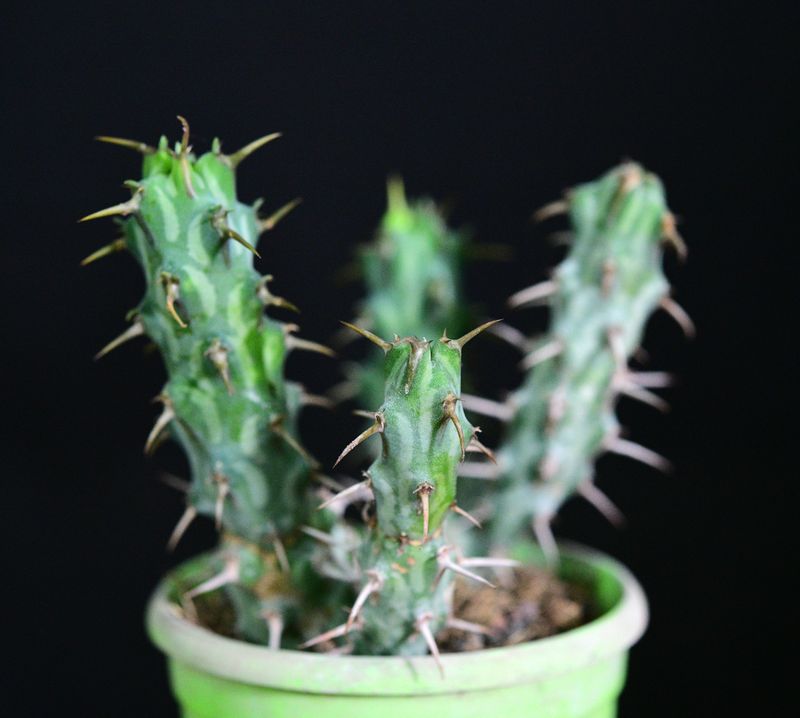 Euphorbia erigavensis close-up detail view