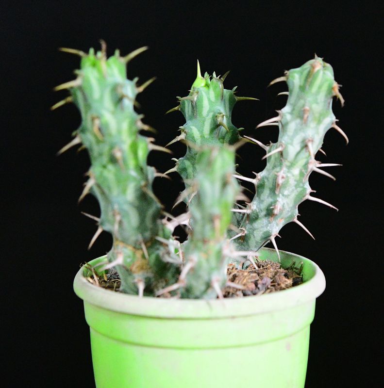 Euphorbia erigavensis Euphorbia erigavensis front view in bright green pot