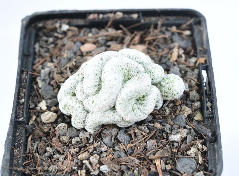 Mammillaria humboldtii cristata front view
