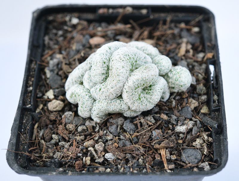 Mammillaria humboldtii cristata front view, different angle