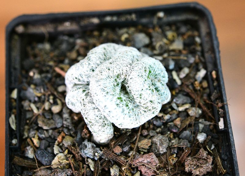 Mammillaria humboldtii cristata Mammillaria humboldtii cristata