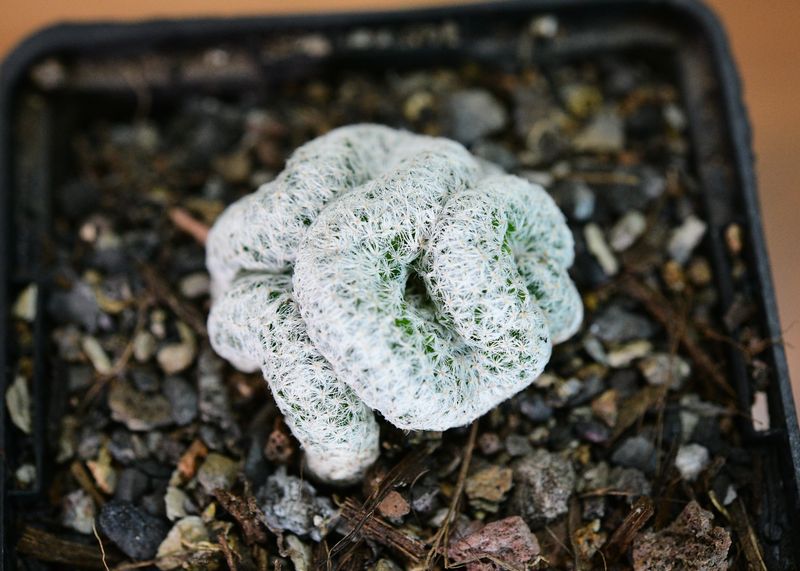 Mammillaria humboldtii cristata