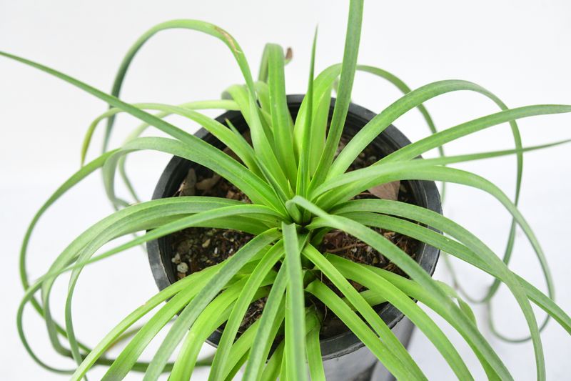 Mangave Bad Hair Day front view, different angle
