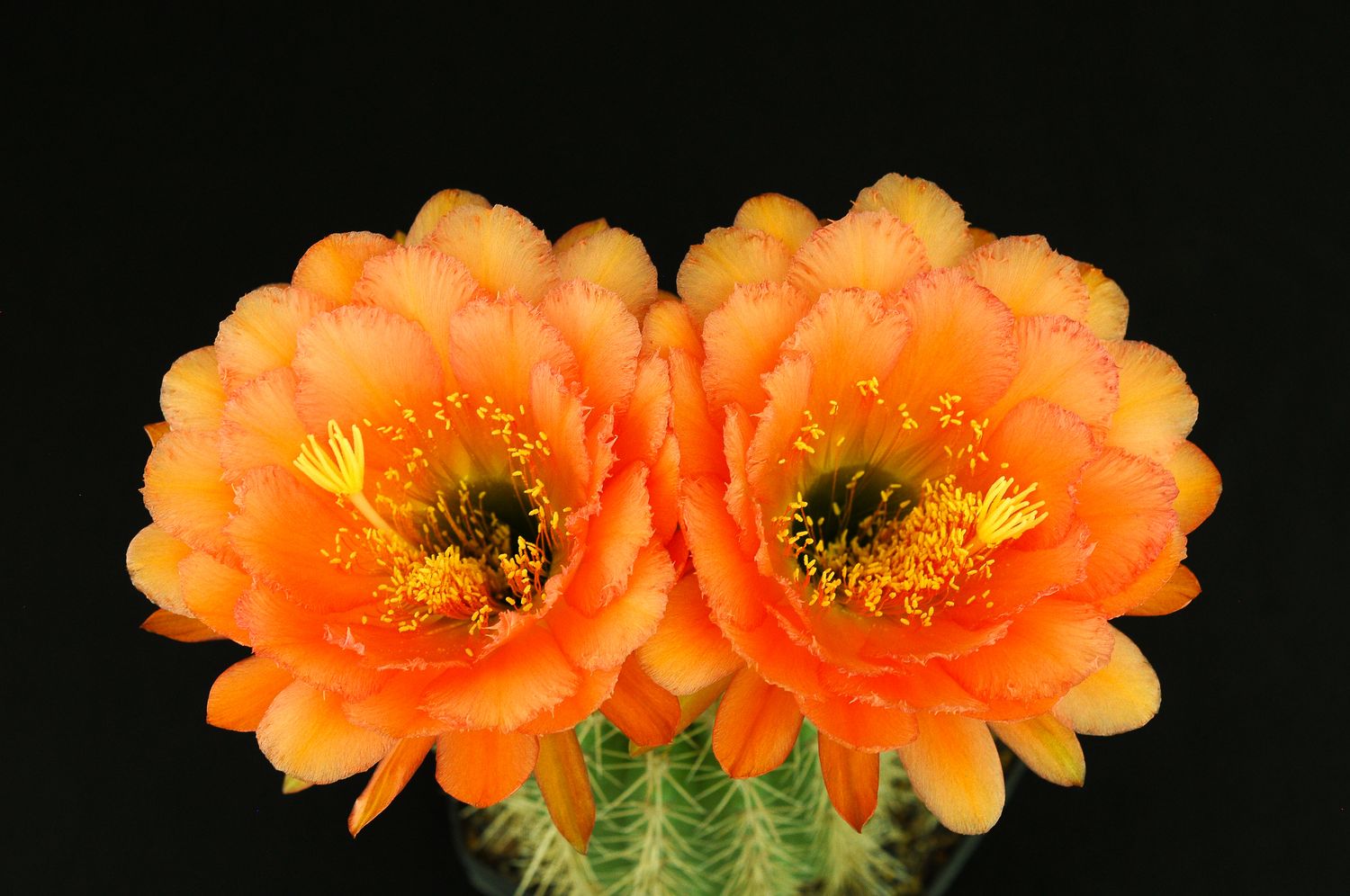 Trichocerous hybrid Flying Dream in full bloom with two vibrant orange flowers