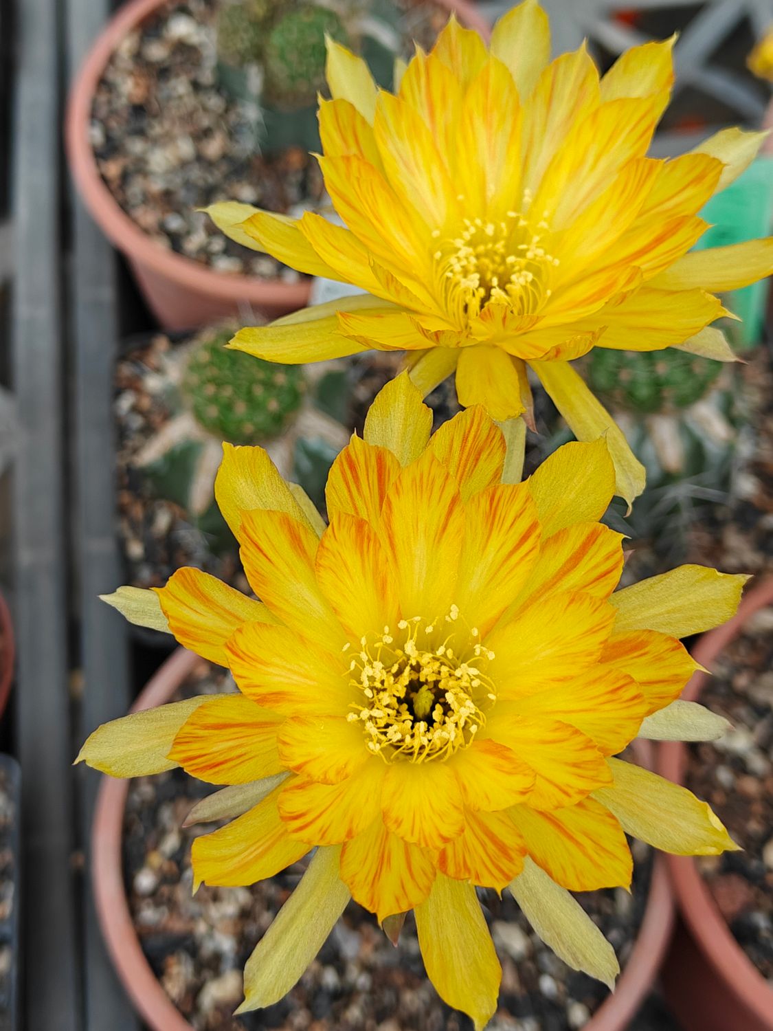 Lobivia hybrid PCL12 with two bright yellow flowers in bloom