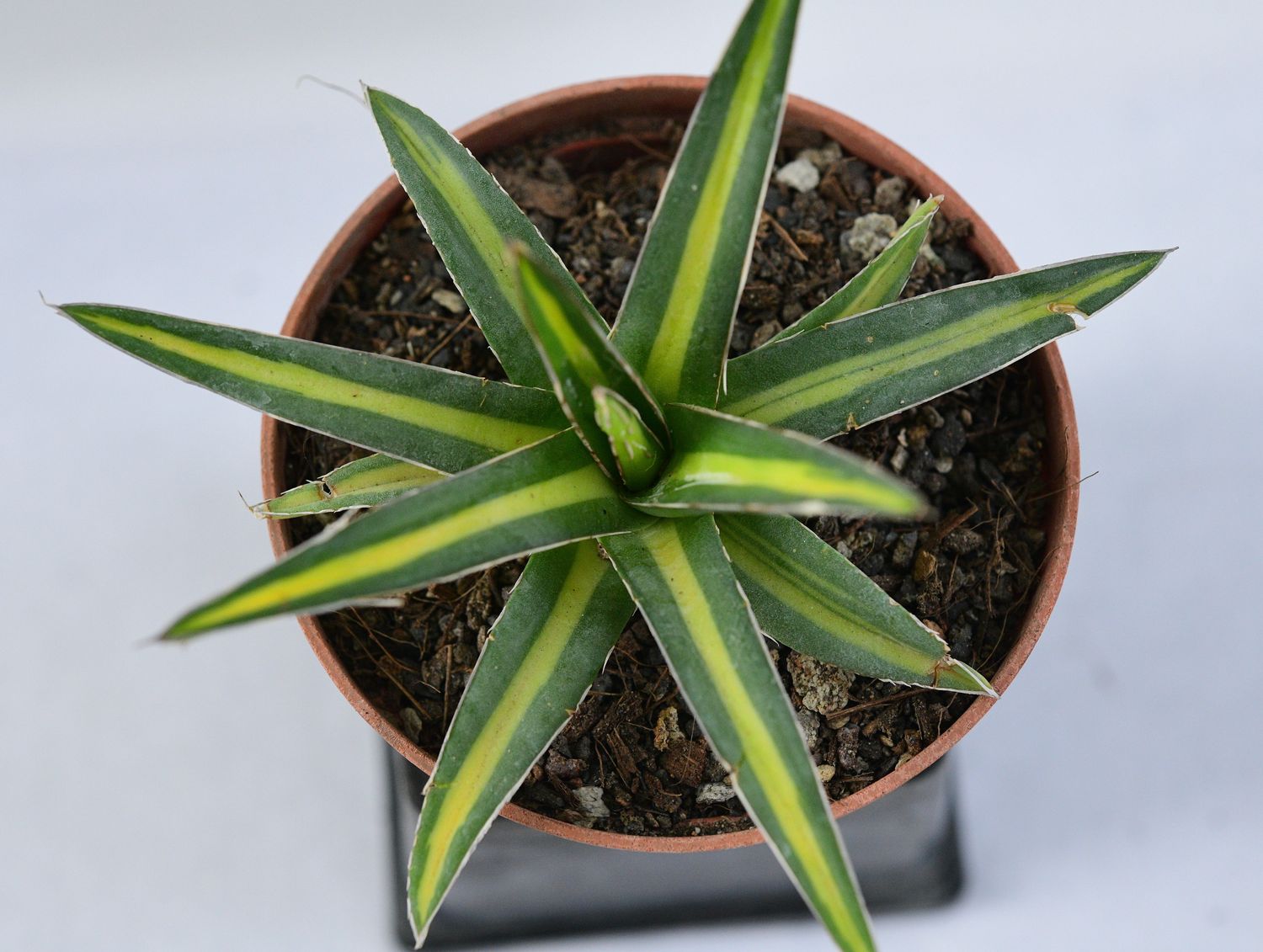 Agave victoriae-reginae mediopicta variegated top-down view