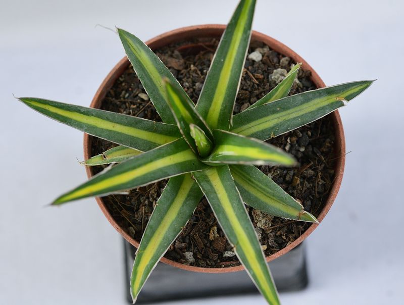 Agave victoriae-reginae mediopicta variegated Agave victoriae-reginae mediopicta variegated top-down view