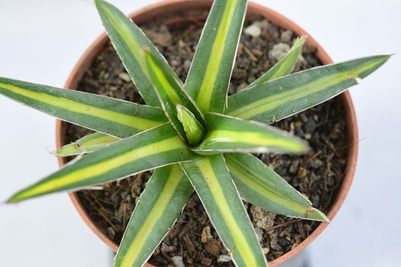 Agave victoriae-reginae mediopicta variegated angled side view