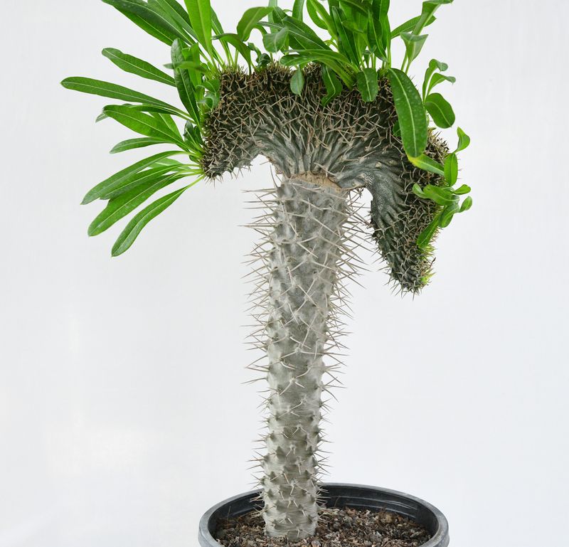 Pachypodium lamerei crest Pachypodium lamerei crest front view