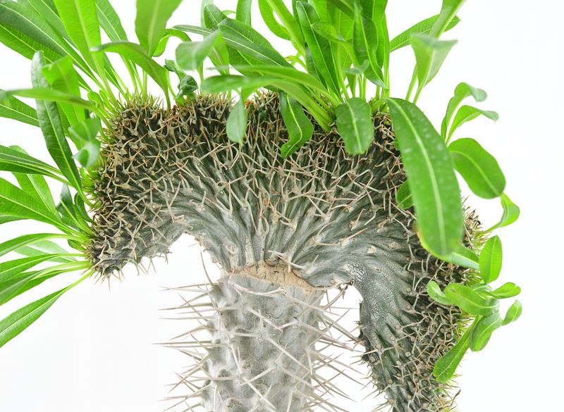 Pachypodium lamerei crest close-up of crest crown