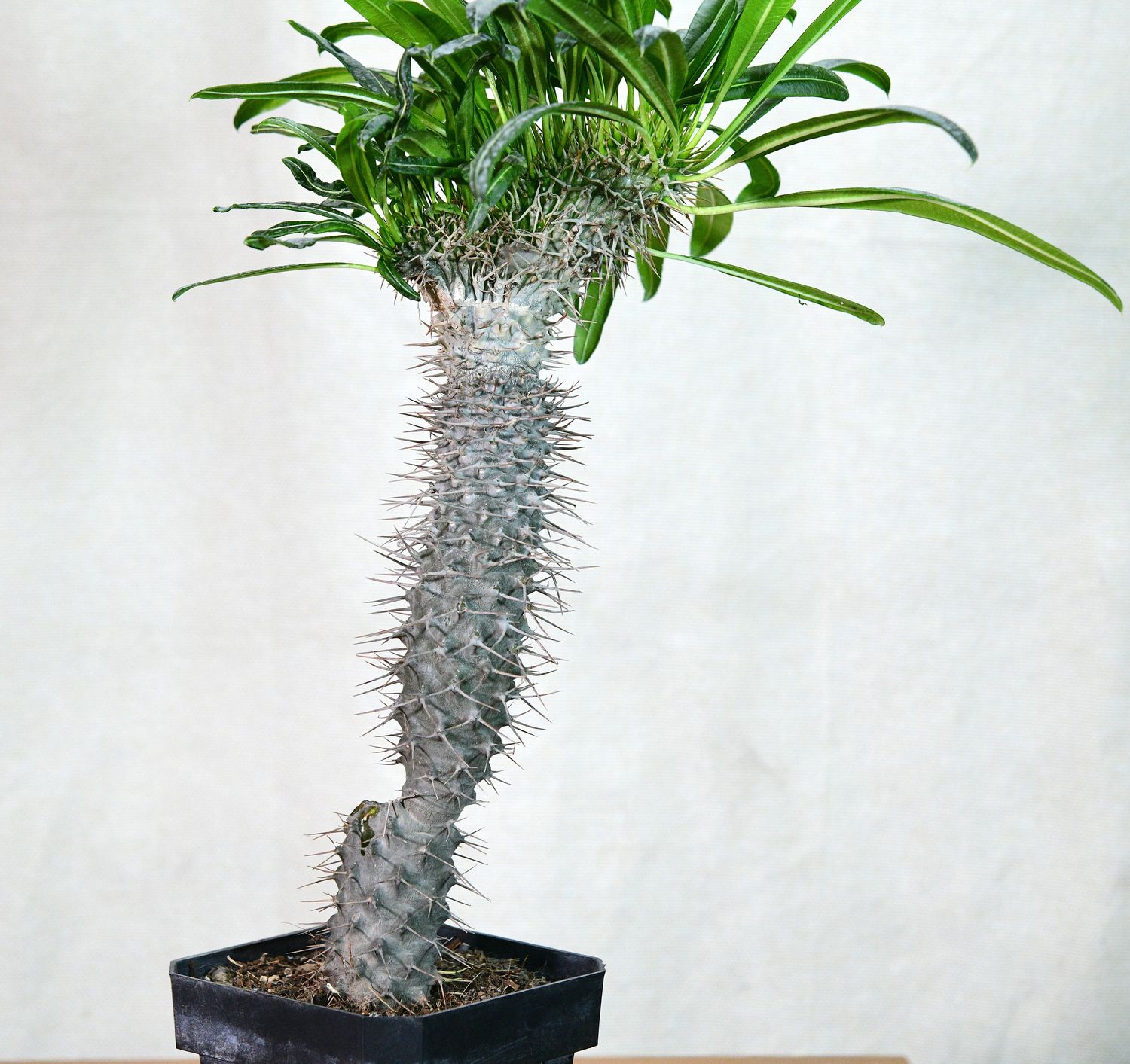 Pachypodium lamerei crest Pachypodium lamerei crest potted plant full view