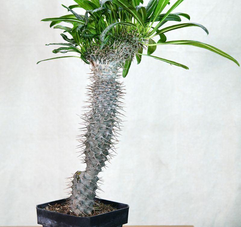 Pachypodium lamerei crest Pachypodium lamerei crest potted plant full view