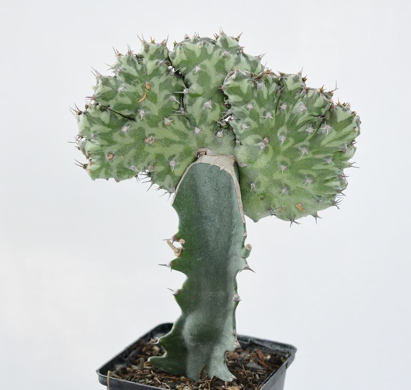 Euphorbia horwoodii crest
