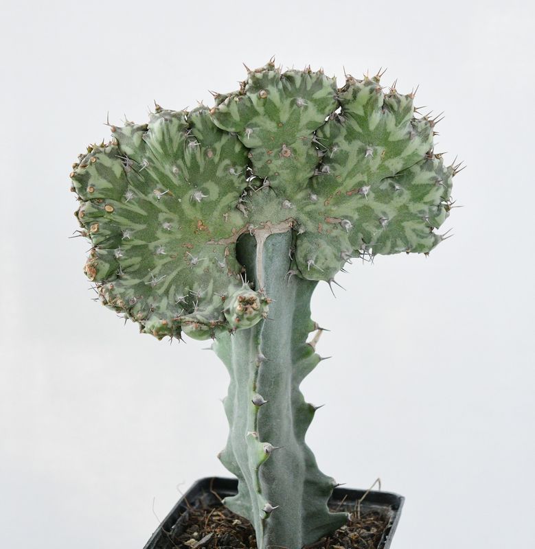 Euphorbia horwoodii crest