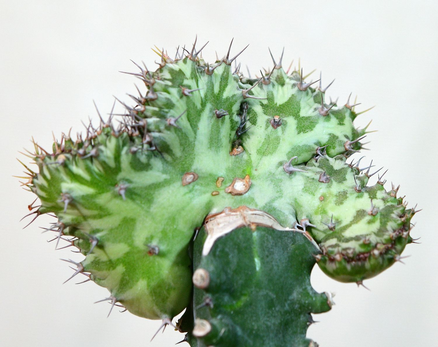 Euphorbia horwoodii crest top view