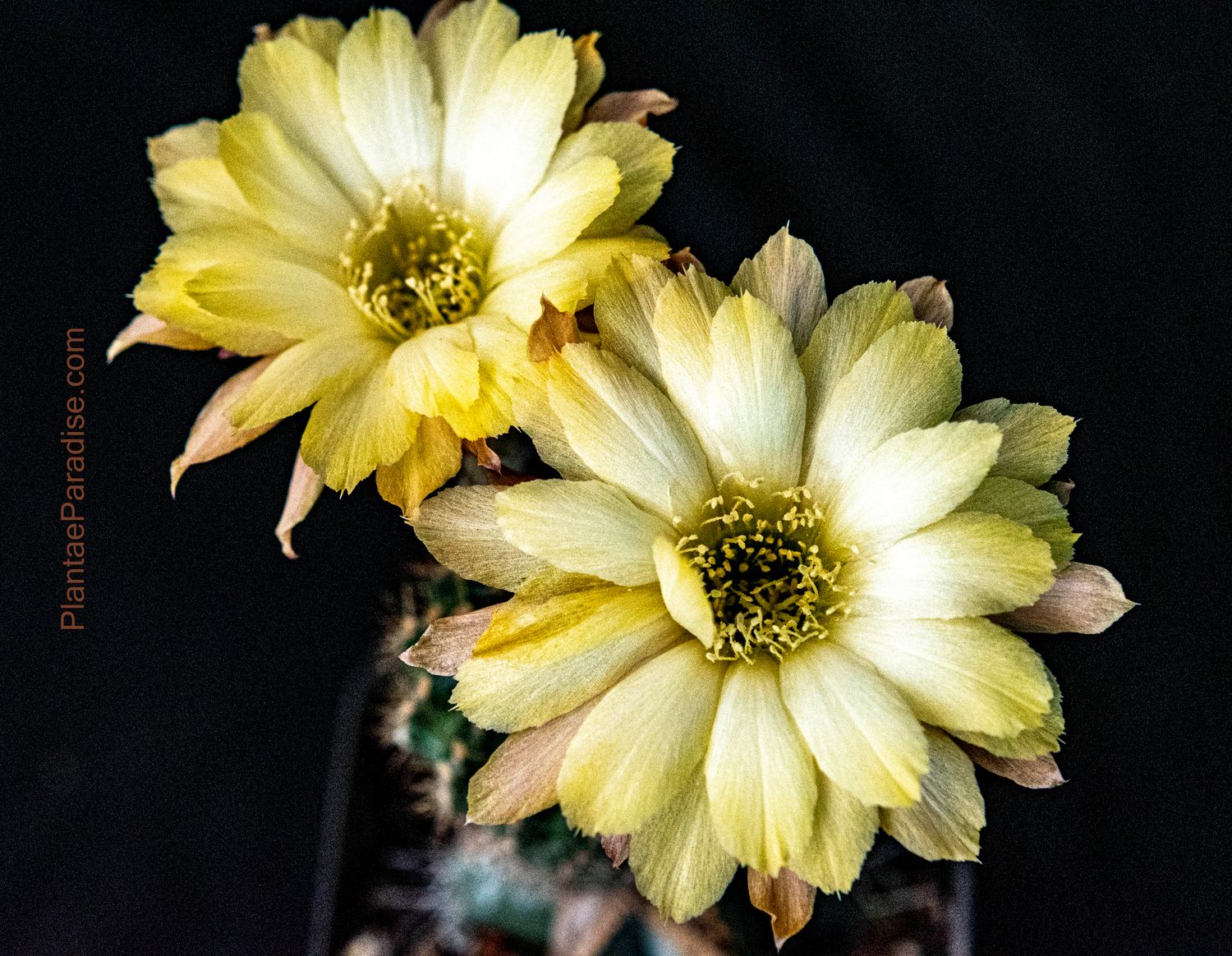 Lobivia hybrid N73 in bloom with yellow flowers