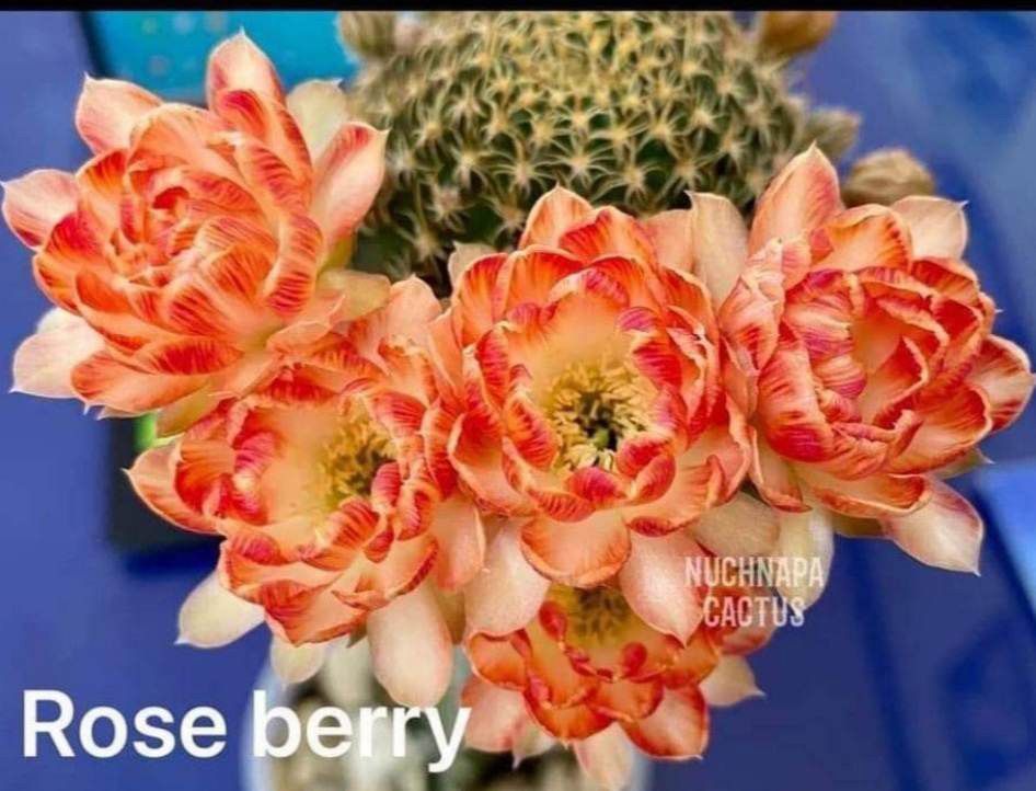 Lobivia hybrid Rose Berry in bloom with red flowers