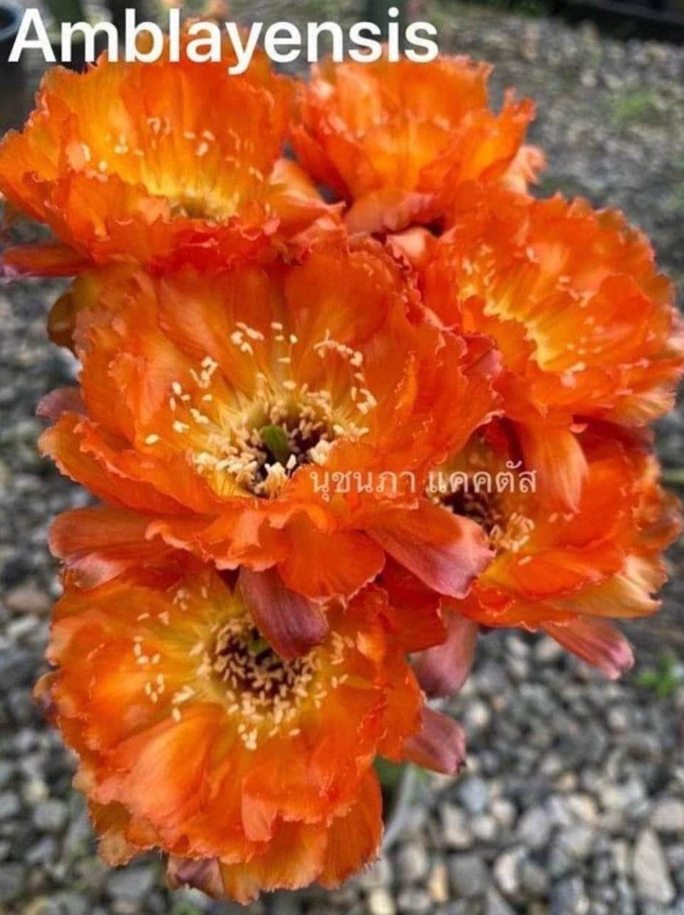 Lobivia hybrid Amblayensis in bloom with bright orange flowers