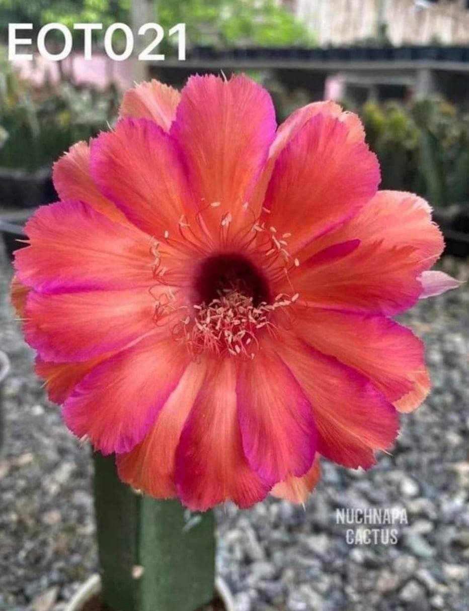 Lobivia hybrid EOT021