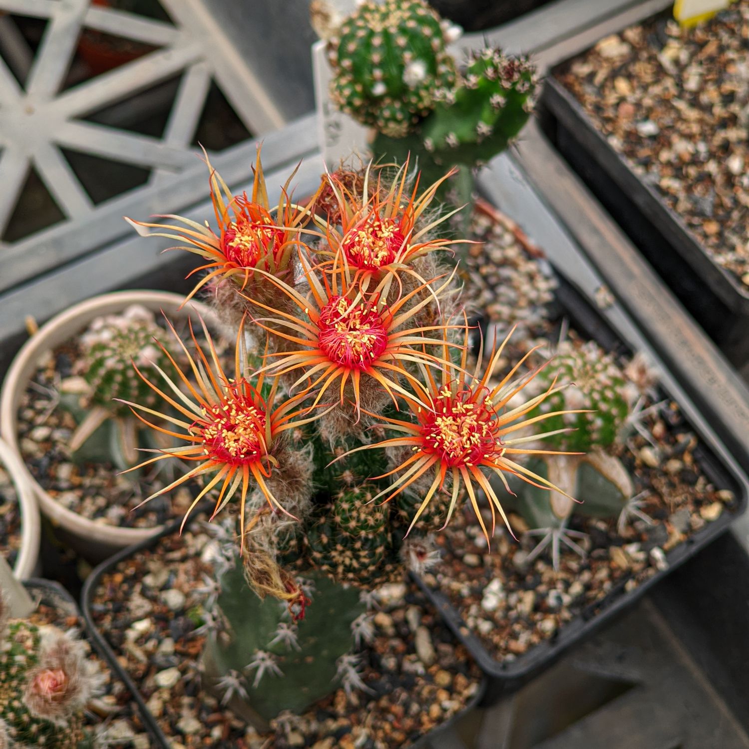 Lobivia hybrid Shinshowa Orange in bloom with multiple red-orange flowers