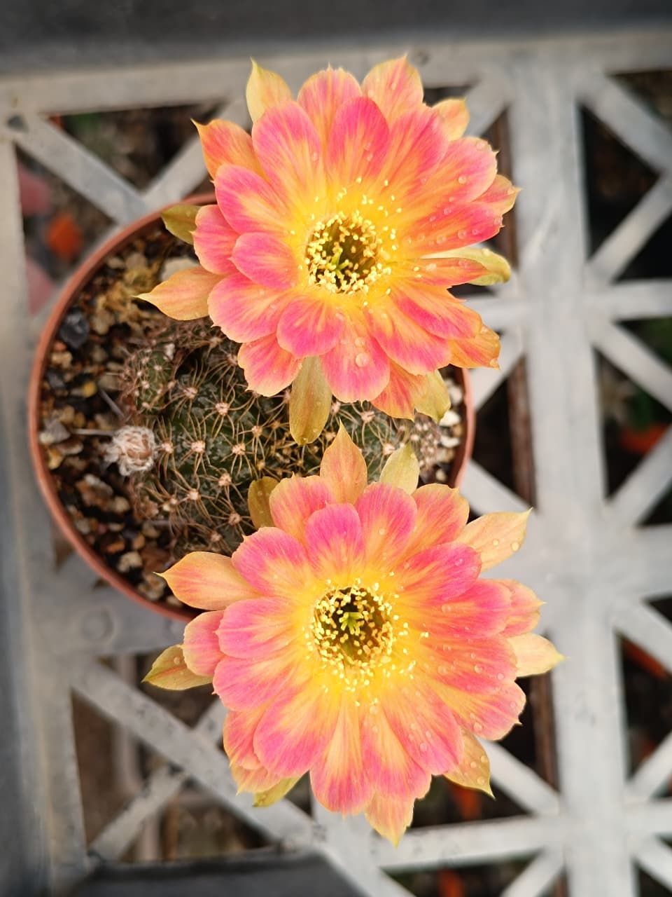 Echinopsis hybrid Fragrant L134 in terracotta pot with two pink and yellow blooms