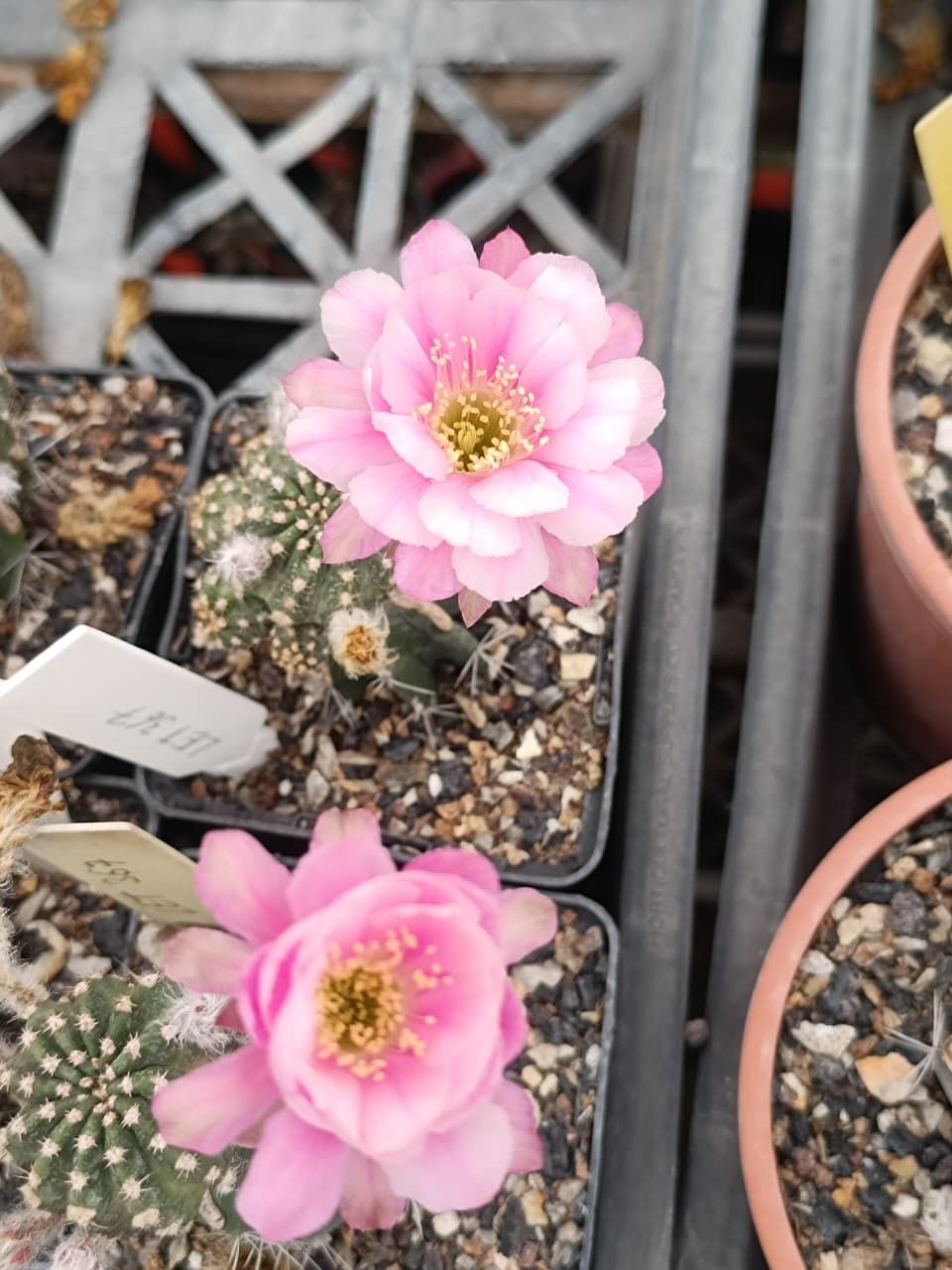 Lobivia hybrid Irin's 06 in bloom with pink flowers