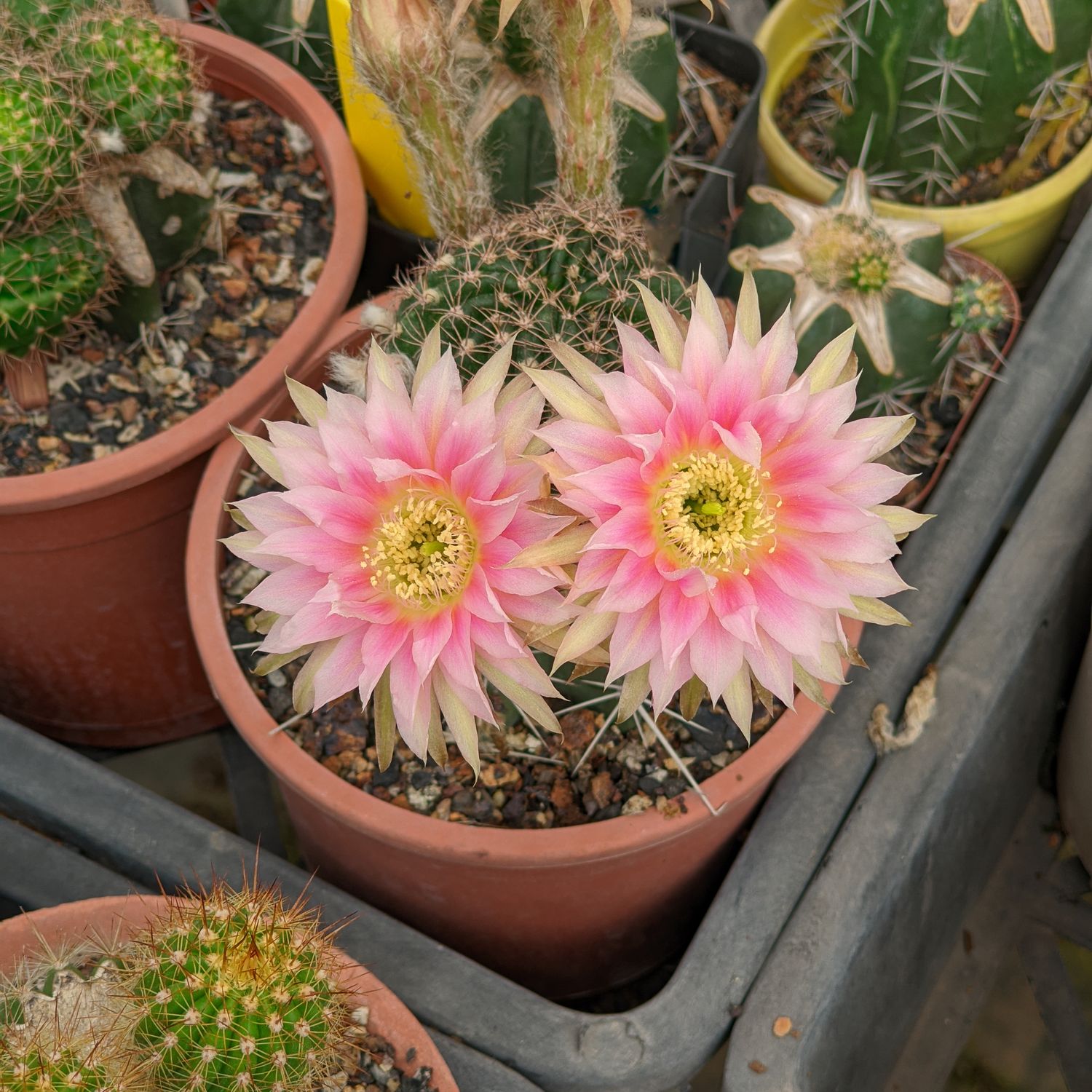 Lobivia hybrid SA342 in bloom with pink flowers