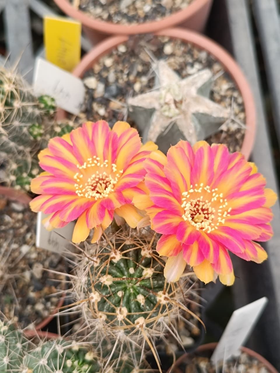 Lobivia hybrid Born to Be Wild in bloom with pink and yellow flowers