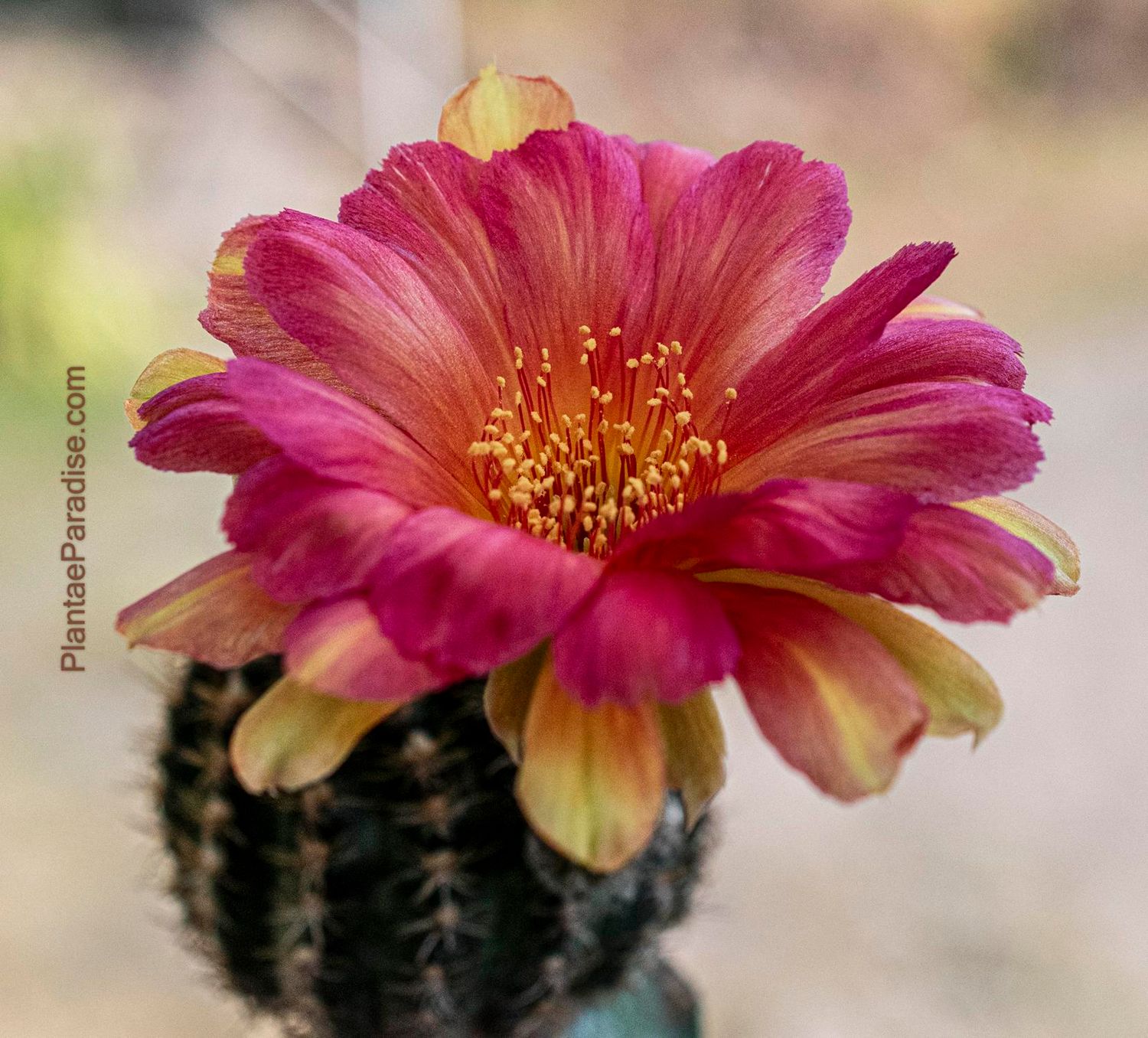 Lobivia hybrid Coral Blaze in bloom with magenta and yellow flowers