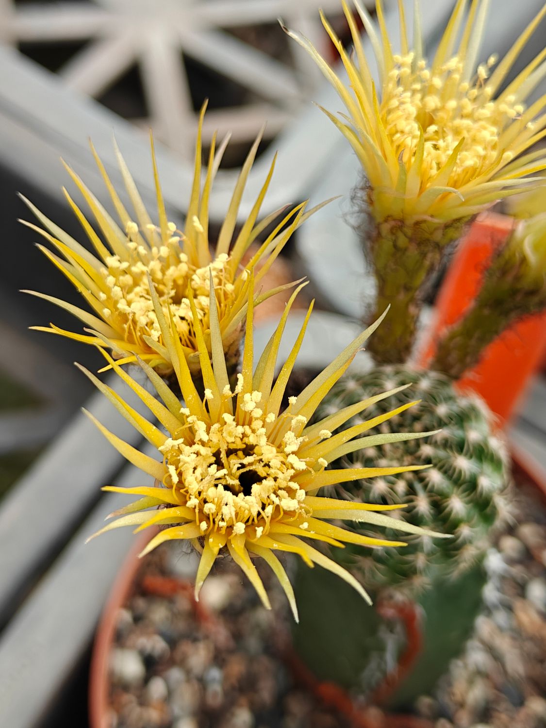 Lobivia hybrid Shinshowa yellow in full bloom with multiple yellow flowers