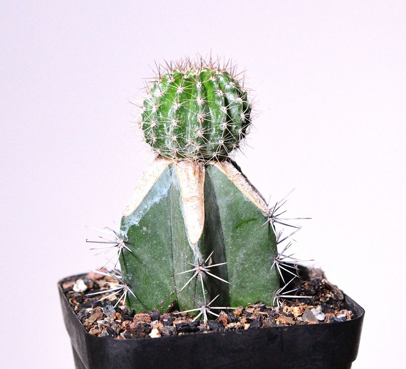 Echinopsis hybrid Dagigi S front view showing ribbed body structure