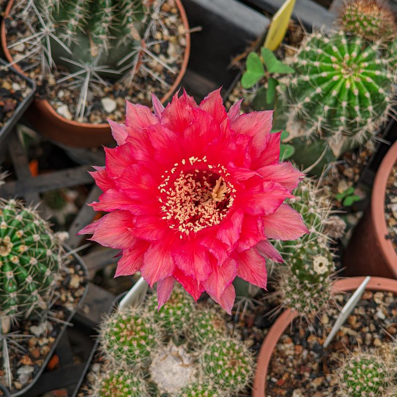 Echinopsis hybrid Dagigi S in bloom with bright pink flowers