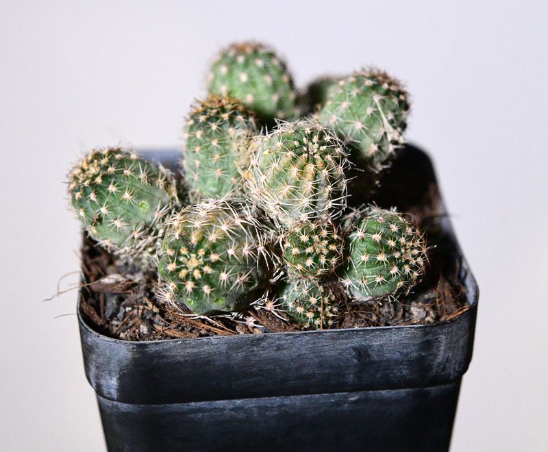 Chaemeocerous  hybrid Rose Quartz (Peanut Cactus)