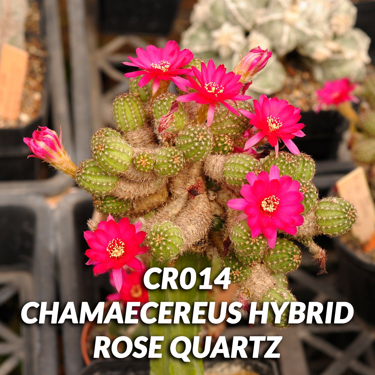 Chaemeocerous hybrid Rose Quartz (Peanut Cactus) in bloom with vibrant magenta flowers
