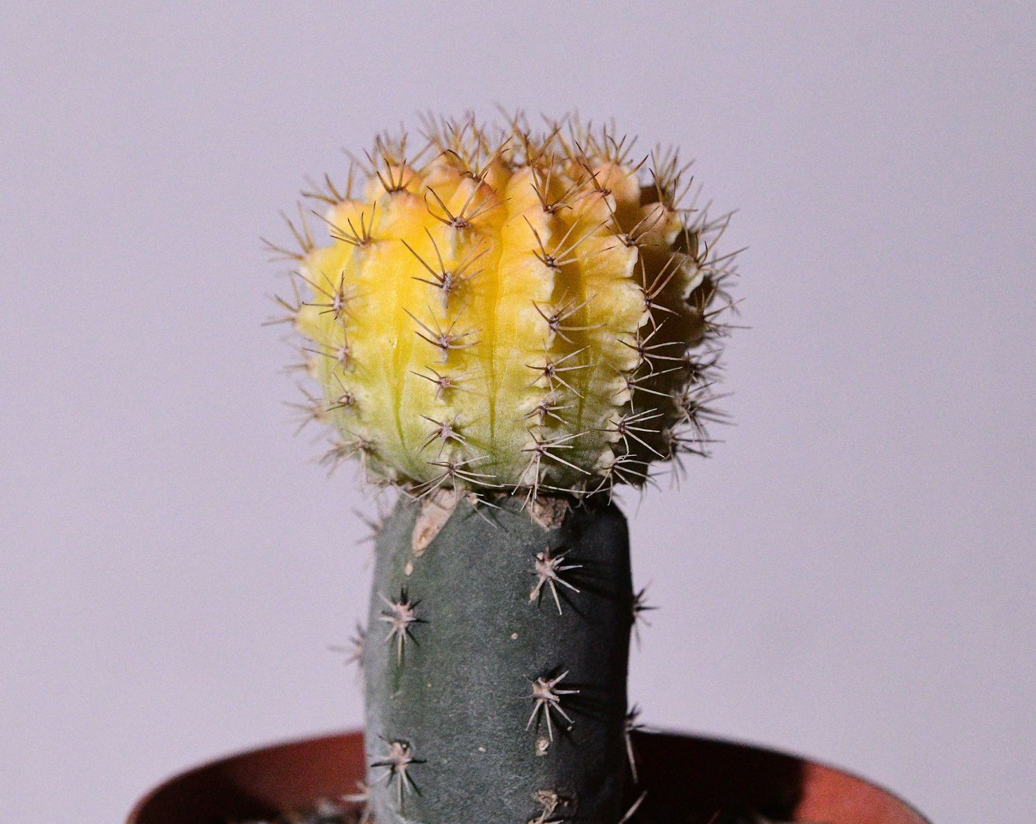 Gymnocalycium gibbosum Hybrid Variegated