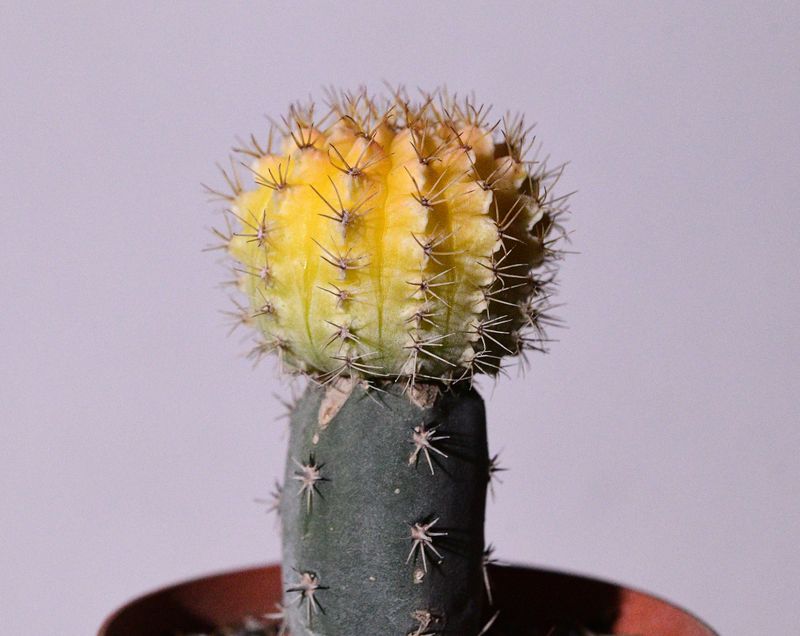 Gymnocalycium gibbosum Hybrid Variegated