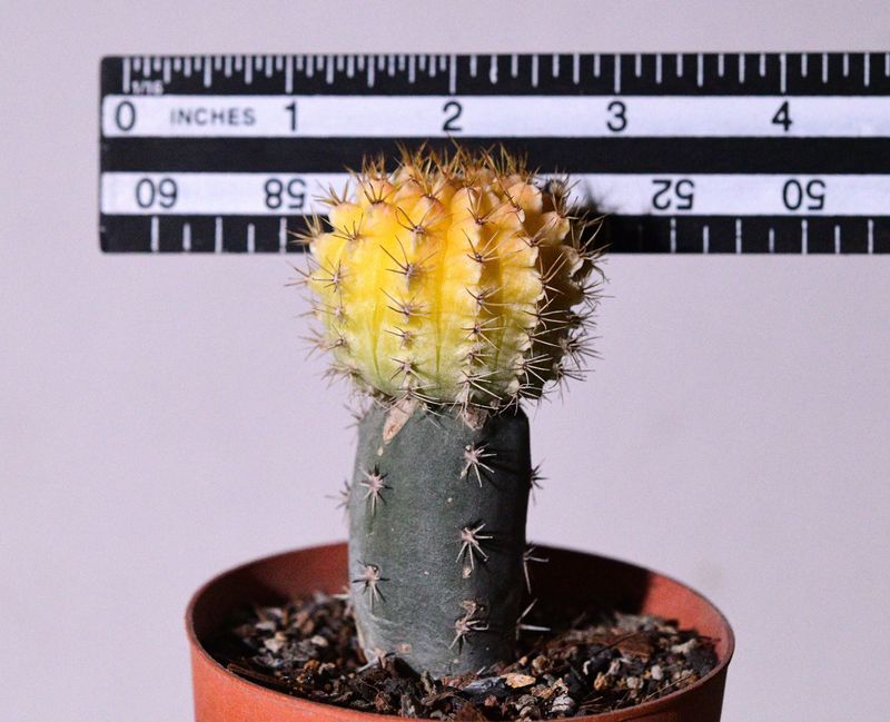 Gymnocalycium gibbosum Hybrid Variegated
