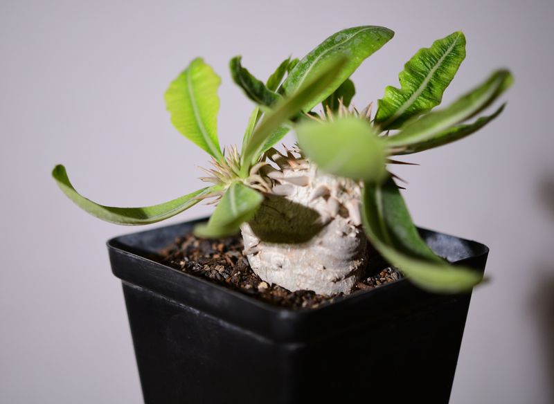 Pachypodium eburneum whole plant