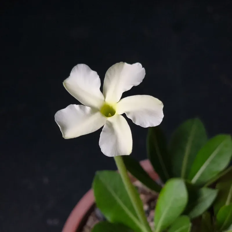 Pachypodium eburneum close-up flower