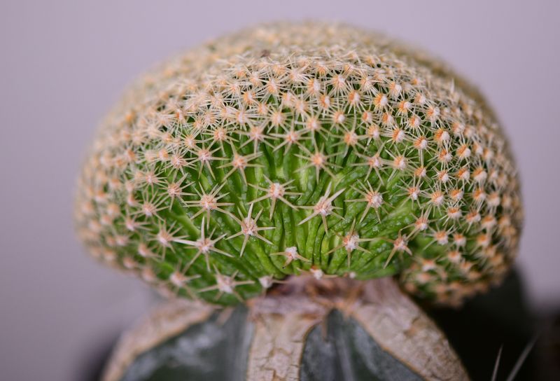 Echinofossulocactus sp Crest