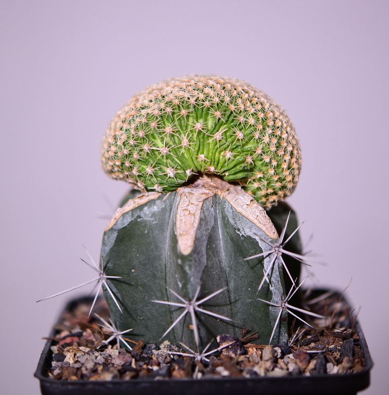 Echinofossulocactus sp Crest