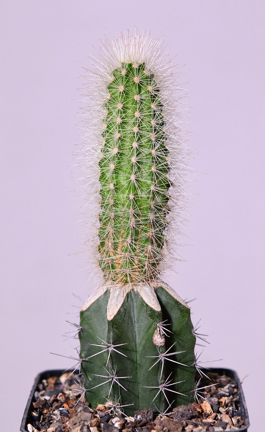 Echinocereus nivosus