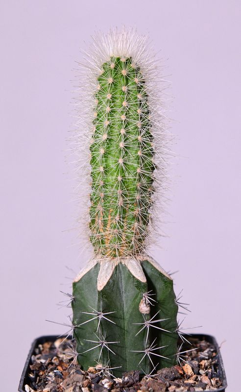 Echinocereus nivosus Echinocereus nivosus