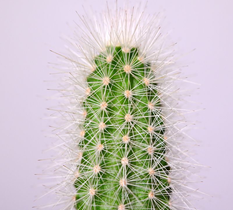 Echinocereus nivosus