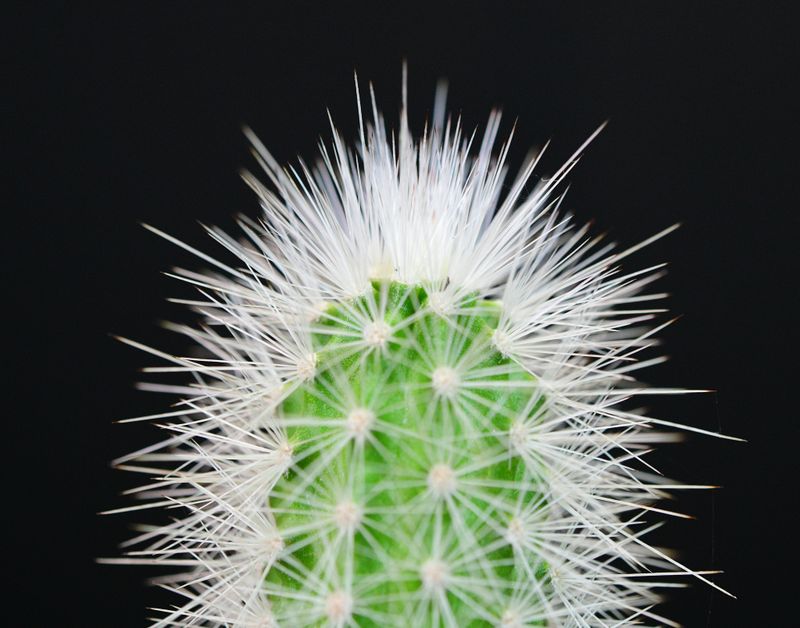 Echinocereus nivosus close-up of crown detail